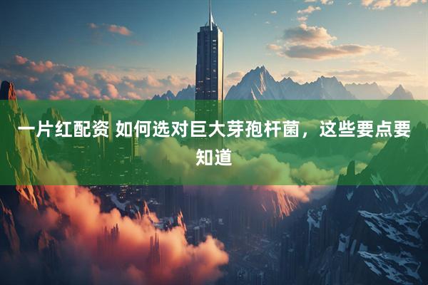 一片红配资 如何选对巨大芽孢杆菌，这些要点要知道